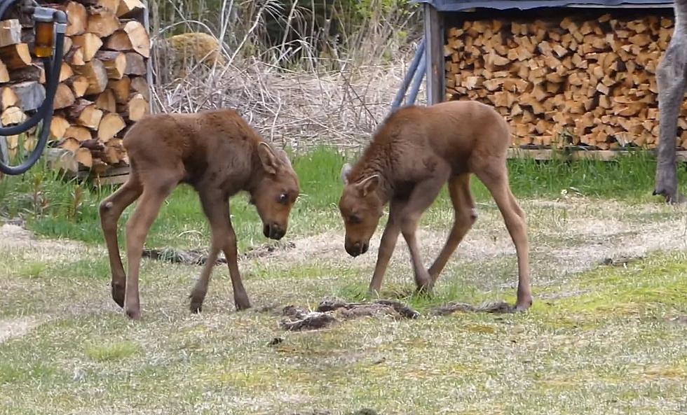 Happiness is Watching Moose Calves Play in Your Yard