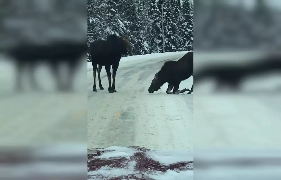 Watch Two Moose Take Over a Highway, Make Themselves at Home