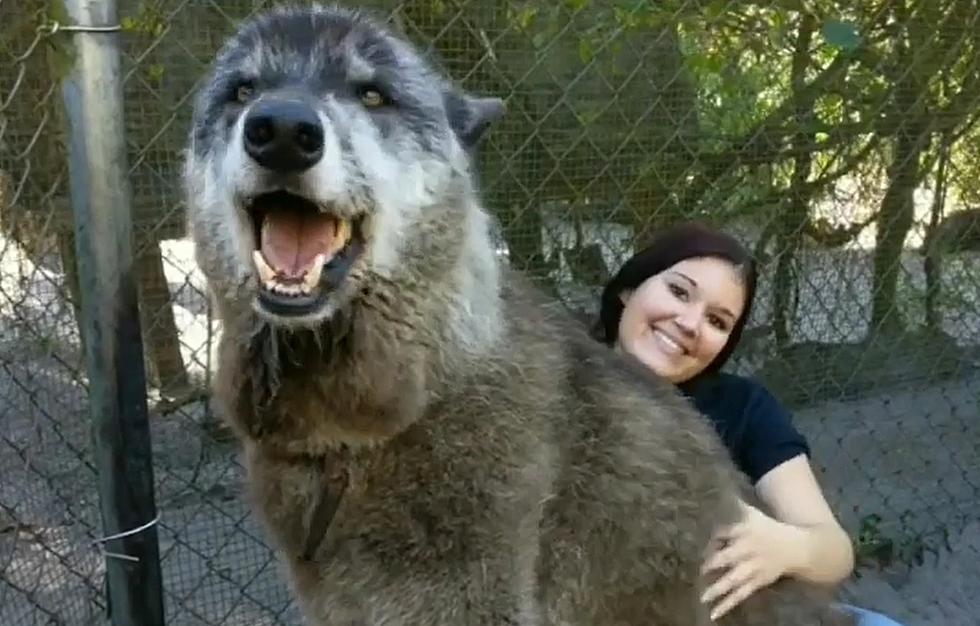 Wolf Sanctuaries Save Wolves Wrongly Taken in as Pets