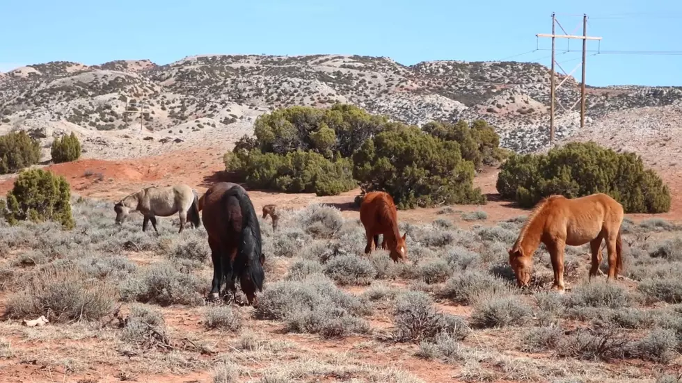 Get a Rare Up-Close Look at the Wild Horses On Pryor Mountain