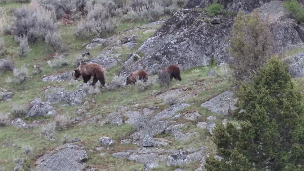 Hiker Explores Yellowstone Back Country, Meets Bears and Bison