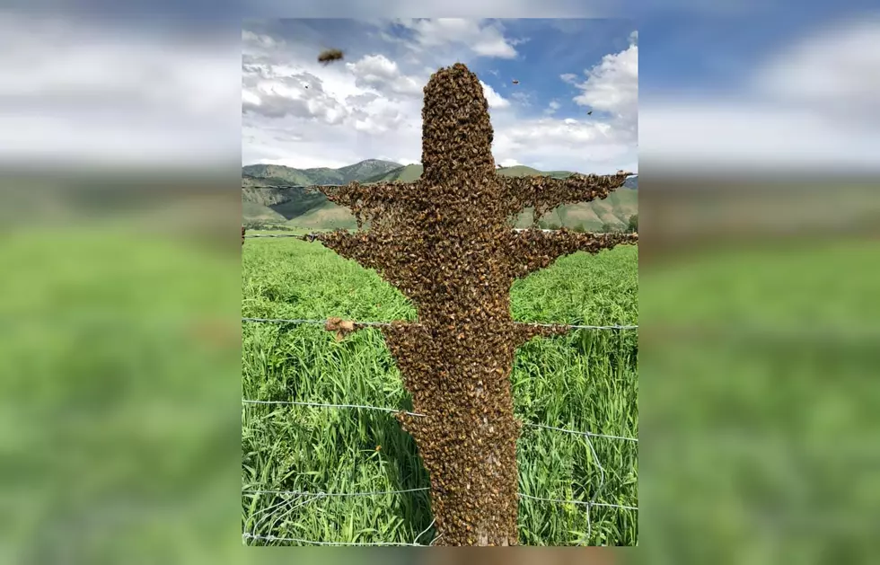 Look at This Wyoming Fence Post Completely Swarmed By Bees