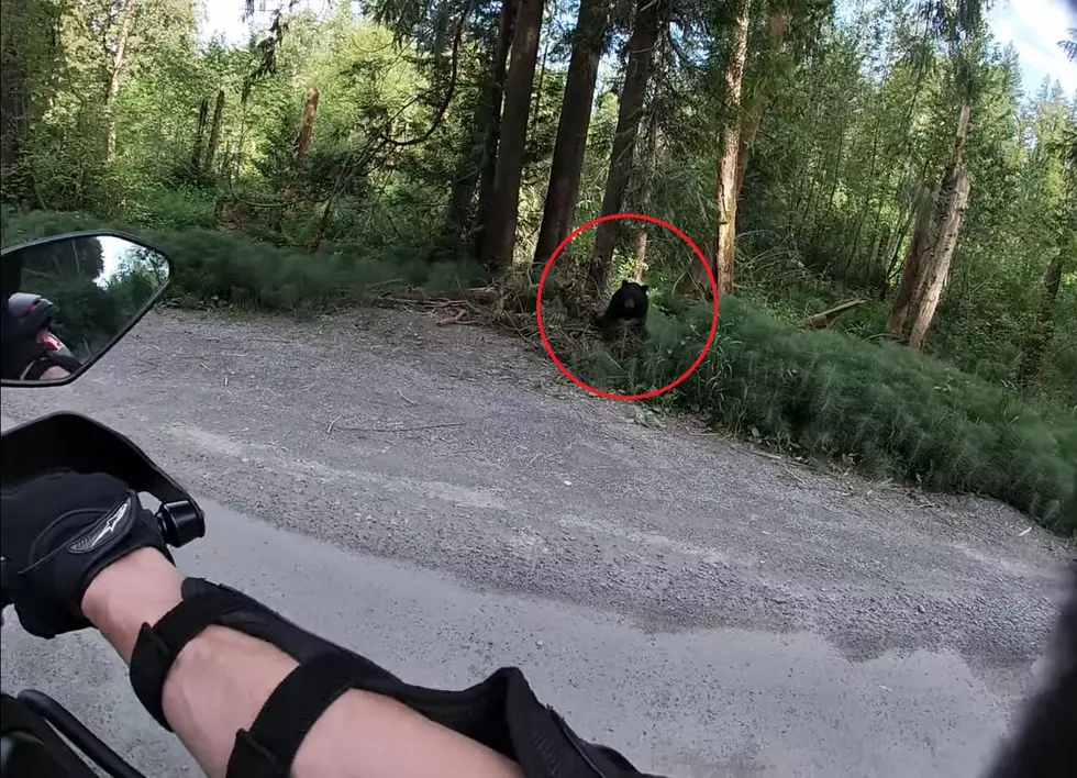 Multiple People Caught Recently Behaving Badly With Bears