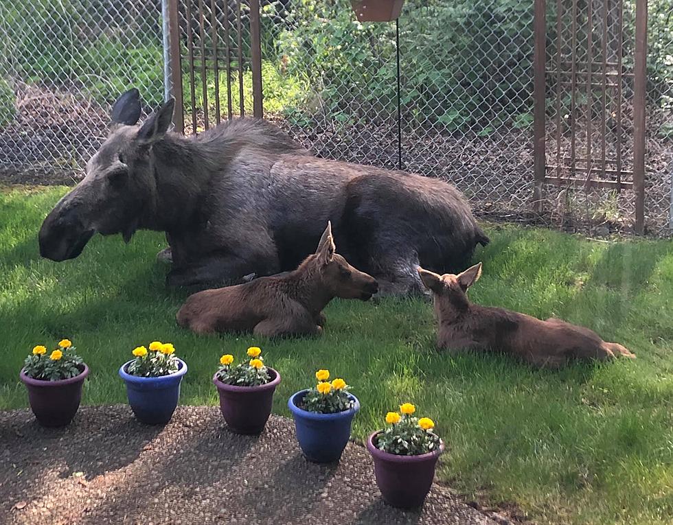 Homeowner Shares Pics of Moose and Calves Taking Over a Backyard