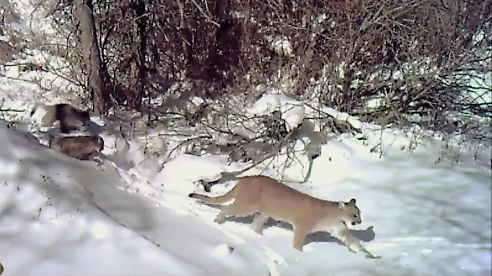 A Family of Mountain Lions Show Up on a Wyoming Trail Cam