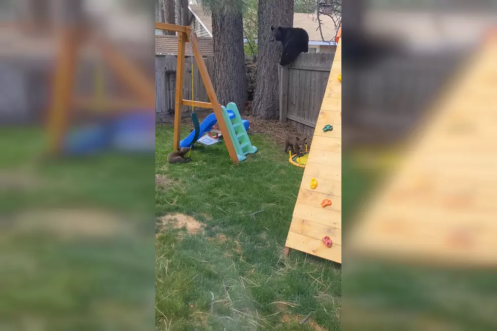 Bear Sow and 2 Cubs Take Over a Family Playset Because They Can
