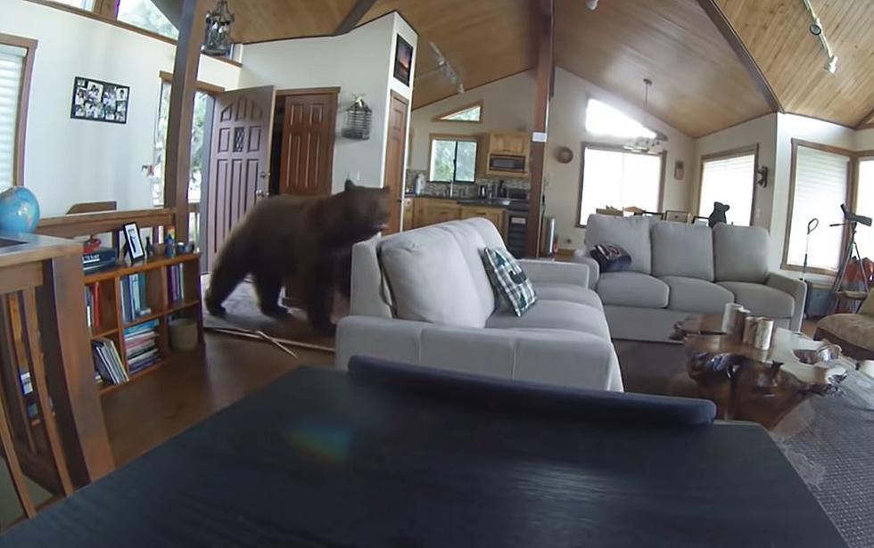Security Camera Shows a Bear Completely Annihilate a Door