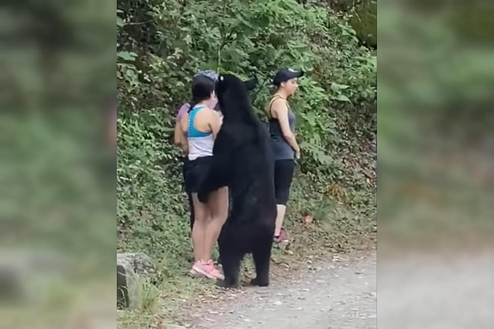 Girl Gets Hugged and Sniffed By a Bear, Remains Unbelievably Calm