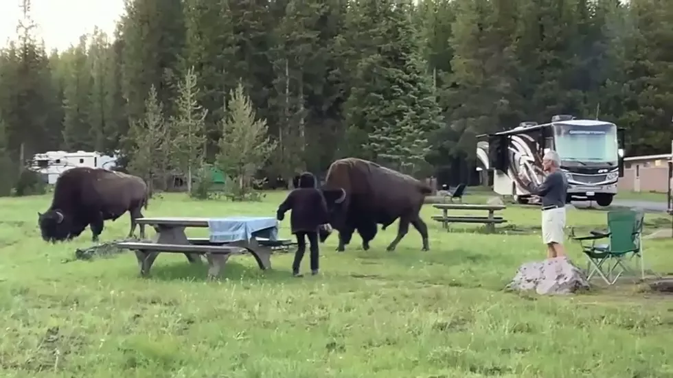 Video Shows Woman Provoking Yellowstone Bison Before it Attacked