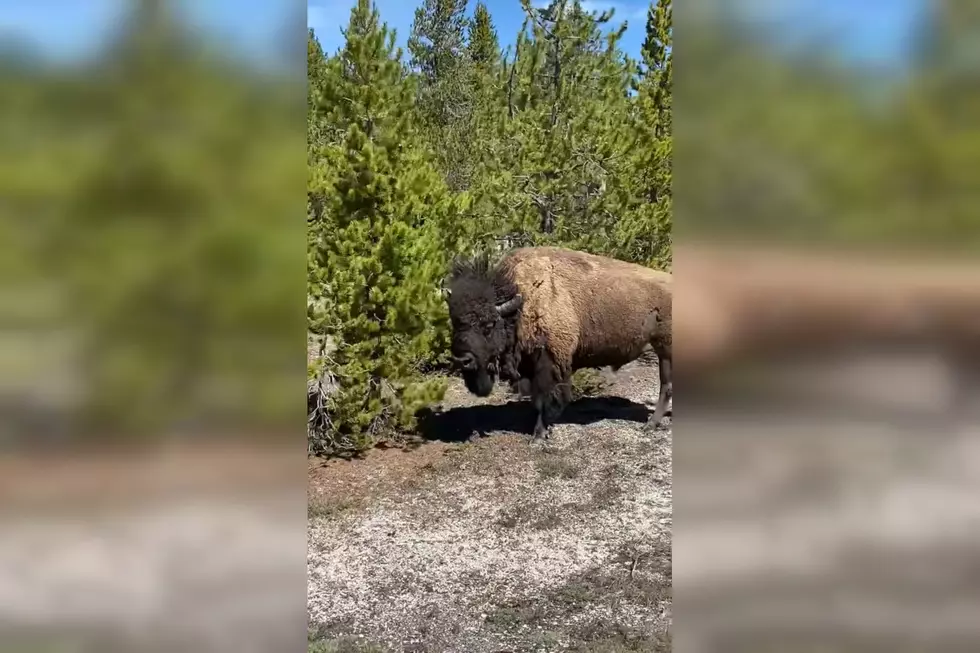 Tourist Watches a Yellowstone Bison Do a Dance Number with a Tree
