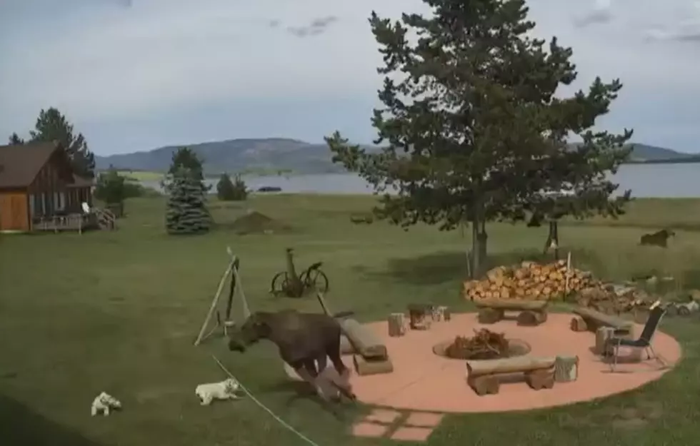 Watch 2 Tiny Dogs Chase Off 2 Huge Moose