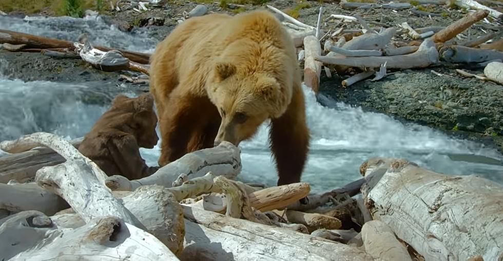 Watch a Genius Put a Robot Bear with Real Grizzlies