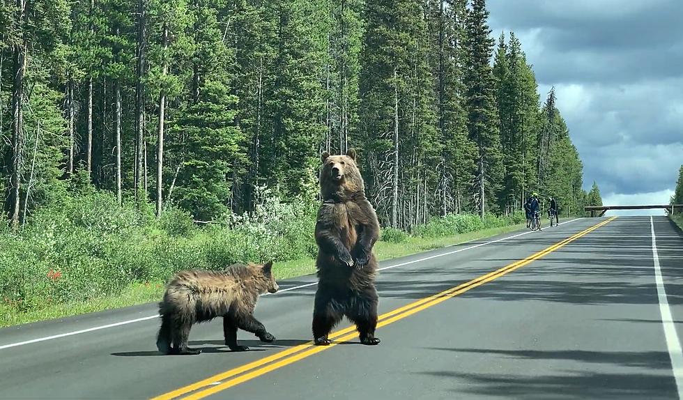 Bicyclists Stopped on Highway By 2 Very Tall Grizzlies