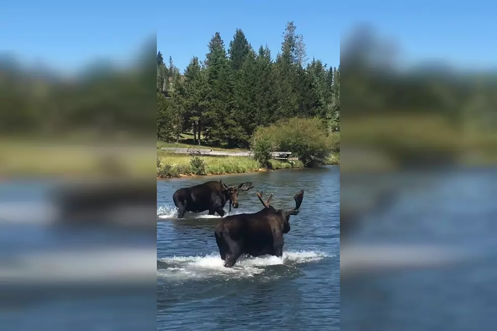 Two Bulls Prove Montana Moose Just Want to Have (River) Fun