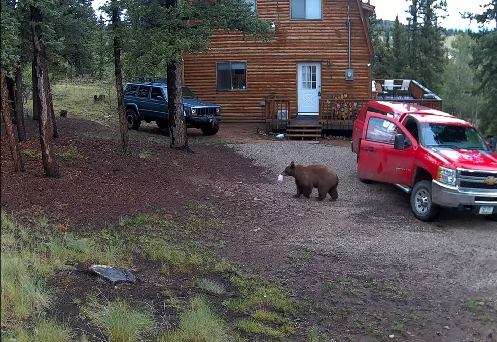 Clever Bear Invades a Guy’s Truck to Steal a Ton of Cookies