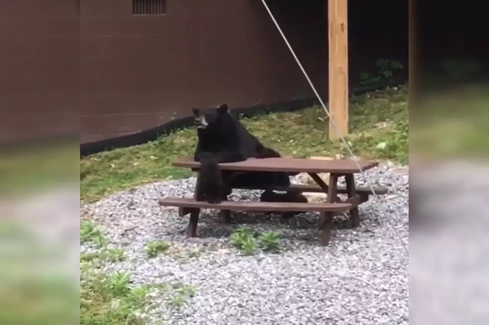 Watch a Mama Bear and Cubs Take a Seat, Wait to Be Served