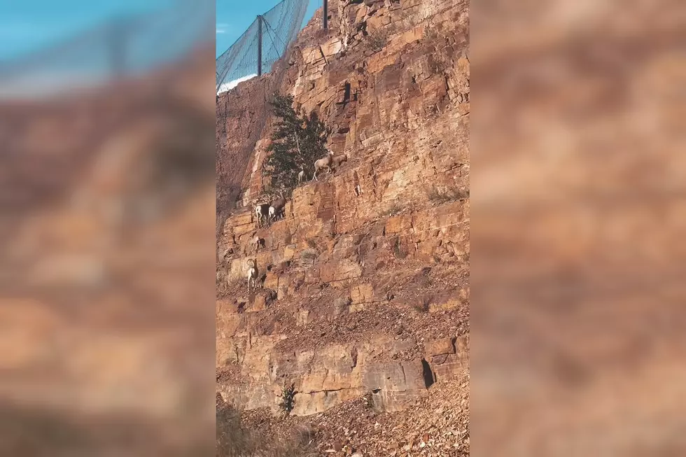 Watch Bighorn Sheep Scale a Mountainside Like it&#8217;s Nothing
