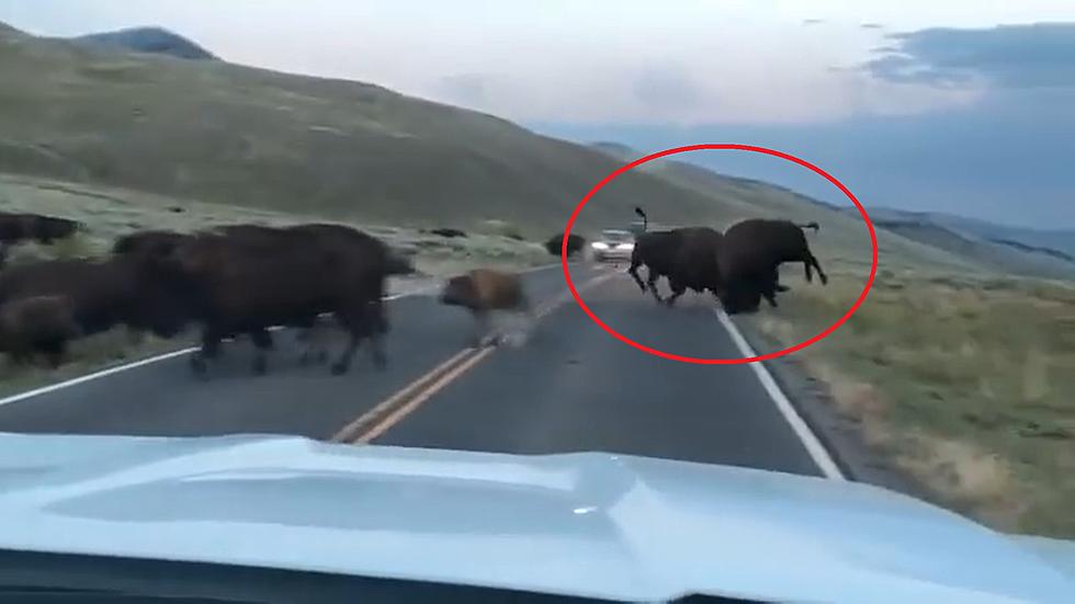 Driver in Yellowstone Shares Intense Video of 2 Bison Clashing