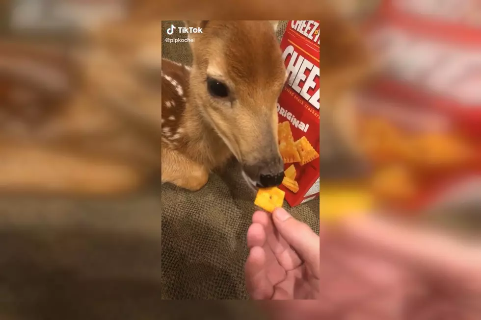 One of the Most Popular Videos Now is a Deer Eating Cheez-Its