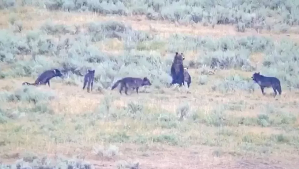 Watch a Yellowstone Grizzly Protect Her Cubs from a Wolf Pack