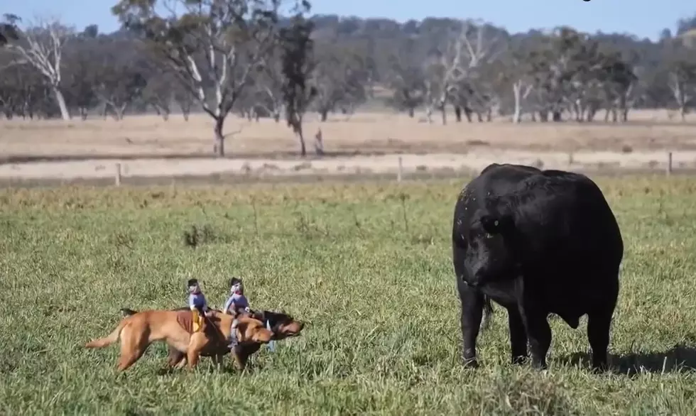 Farmers are Putting Little Cowboys on Dogs and It's Amazing