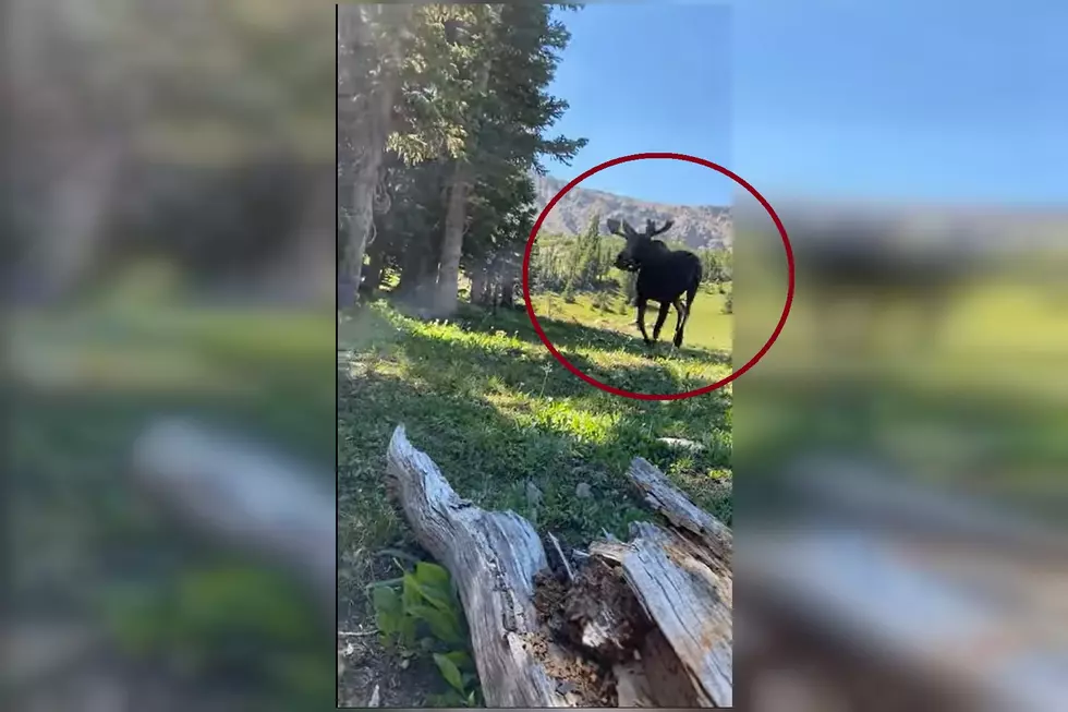 2 Colorado Campers Shocked to See 2 Bull Moose Sprinting By