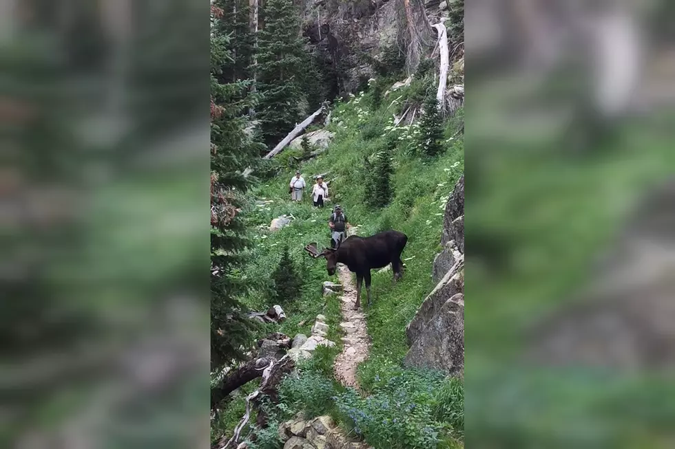 Watch a Huge Moose Wonder What Humans are Doing on His Trail