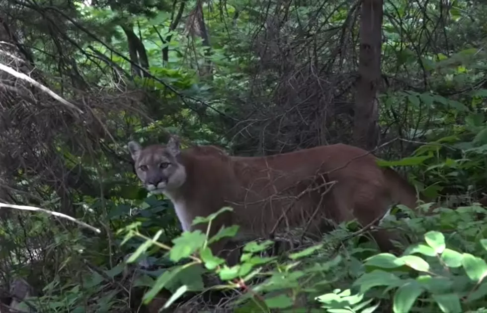 Hiker Horrified to Learn He’s Being Stalked By a Mountain Lion