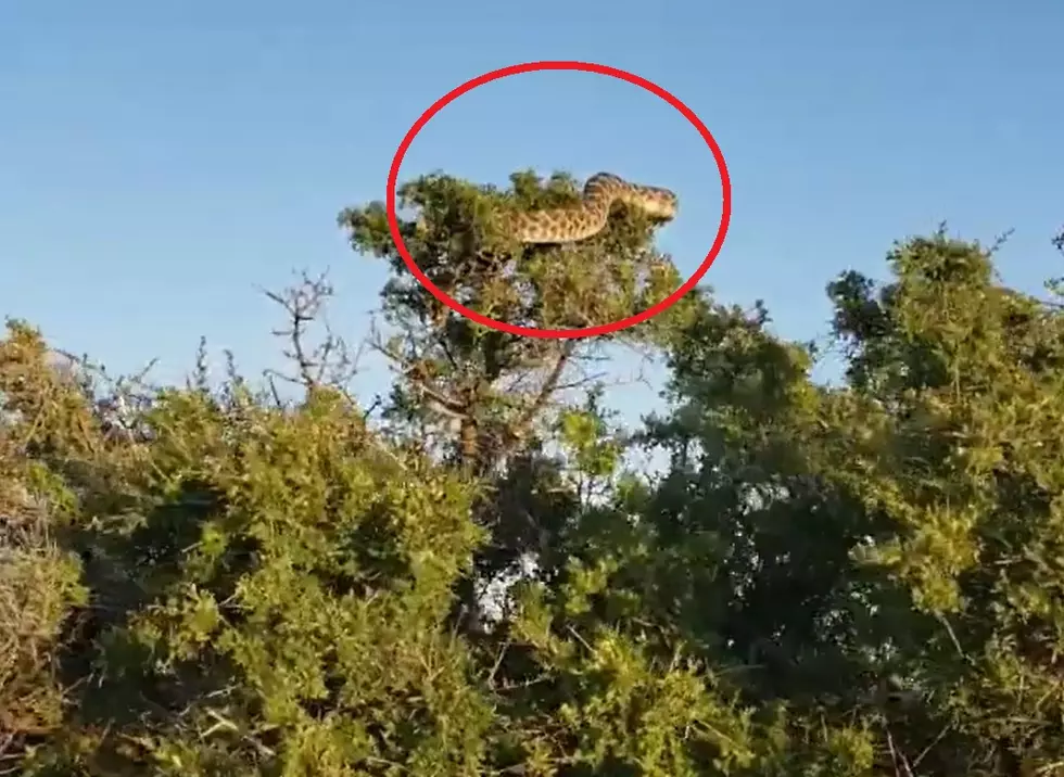 I Found Video Proof that Rattlesnakes DO Grow on Trees