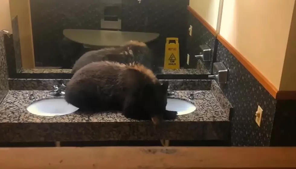 Big Sky Hotel Finds a Bear Sleeping in its Bathroom
