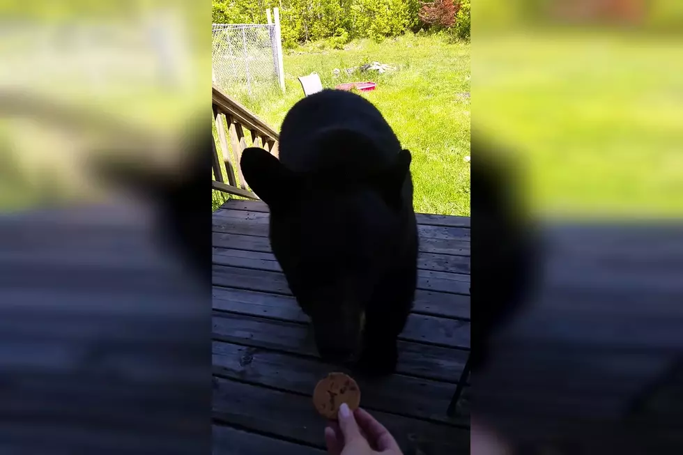 Video Shows a Woman Hand-Feeding a Bear a Chocolate Chip Cookie
