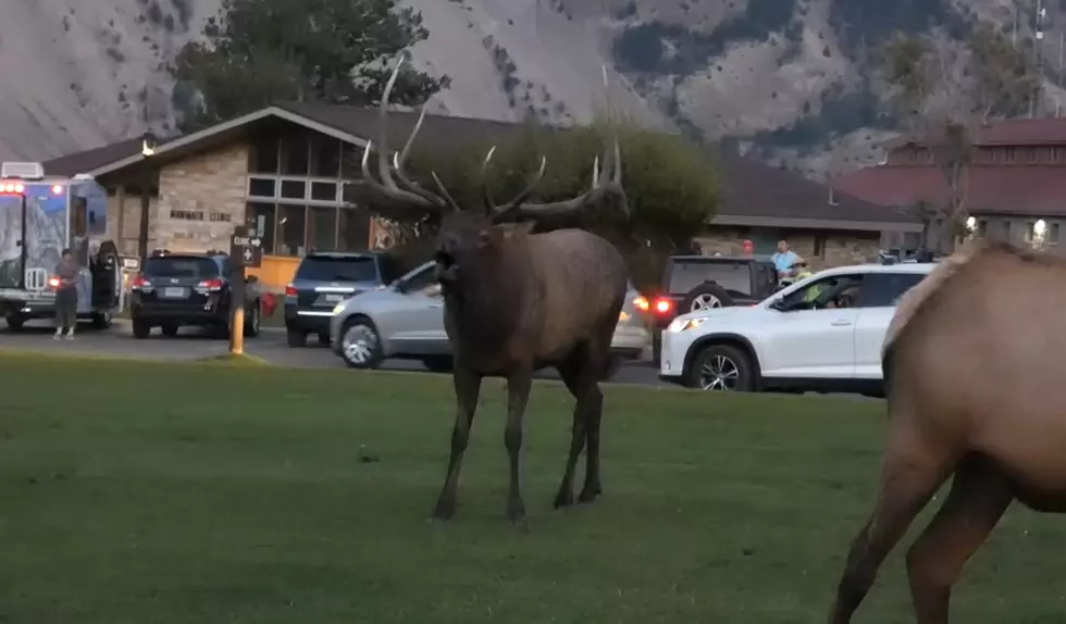 Watch a Yellowstone Bull Elk Bugle to Impress the Ladies