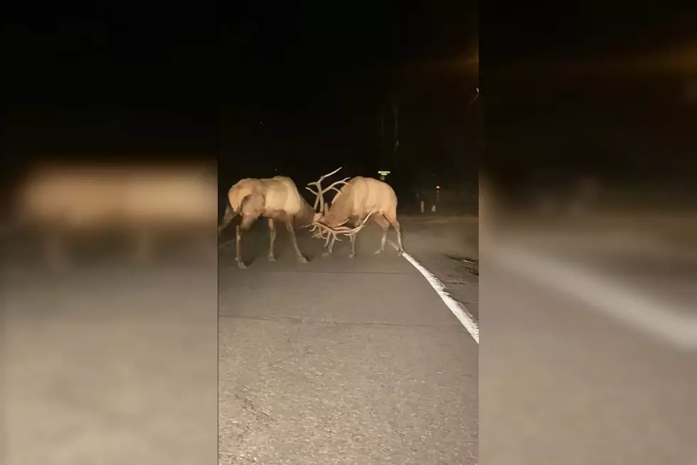 Watch 2 Bull Elk Stop Traffic with an Epic Night Road Battle