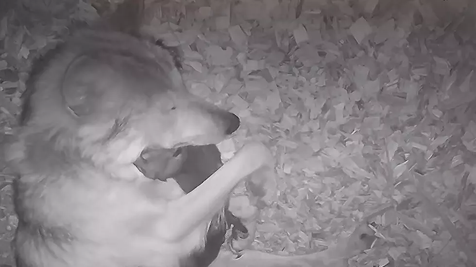Watch a Gray Wolf Mother Cuddle Her Week-Old Pup to Sleep