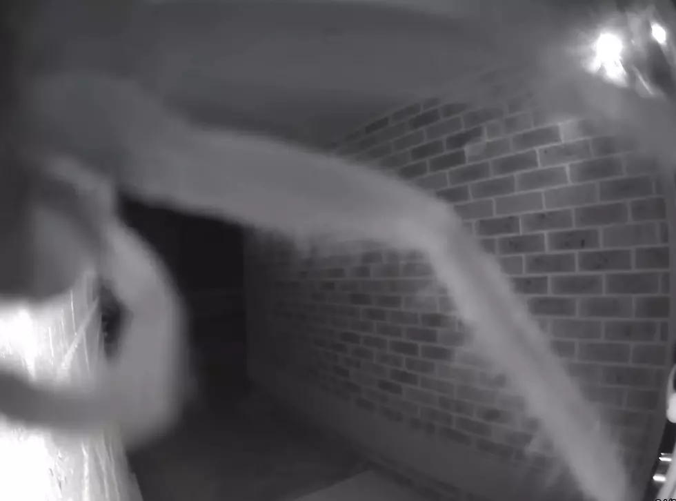 Video of a Huntsman Spider on Doorbell Cam is Nightmare Fuel