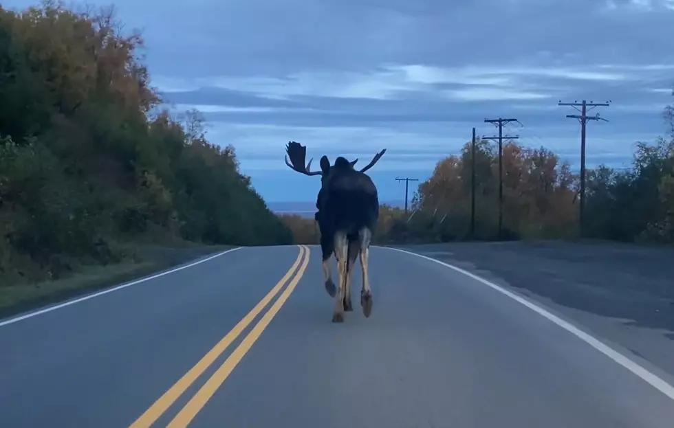Watch This Lady’s Morning Commute Get Slowed Down By a Huge Moose