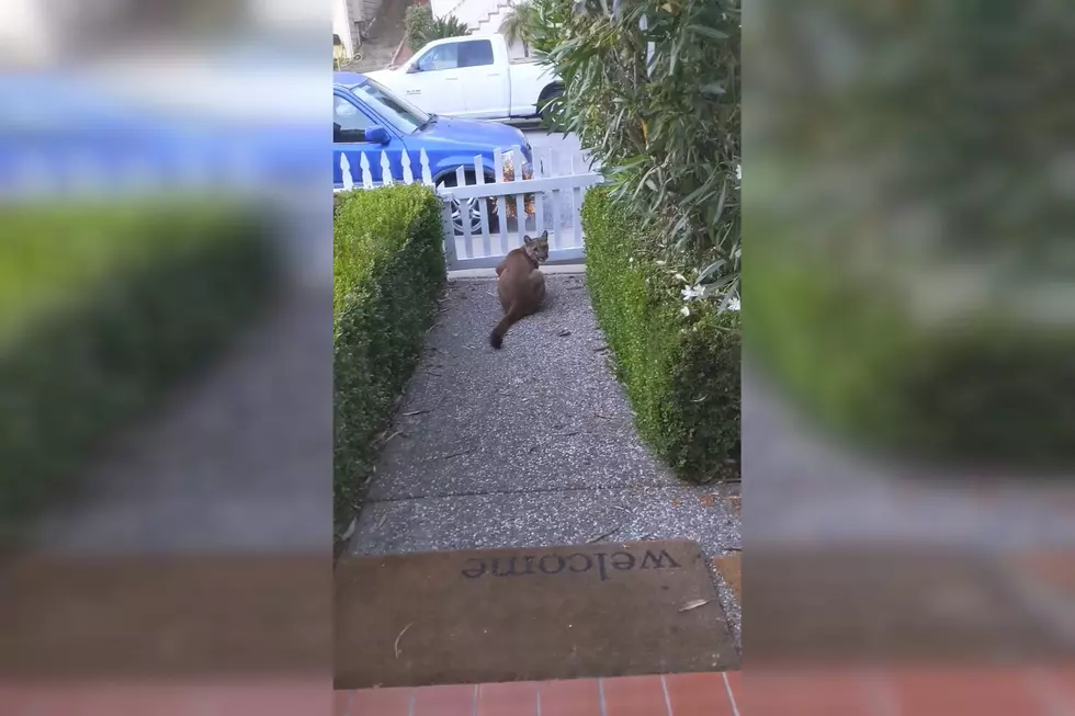 Video Shows Mountain Lion Watching Children Play on a Street