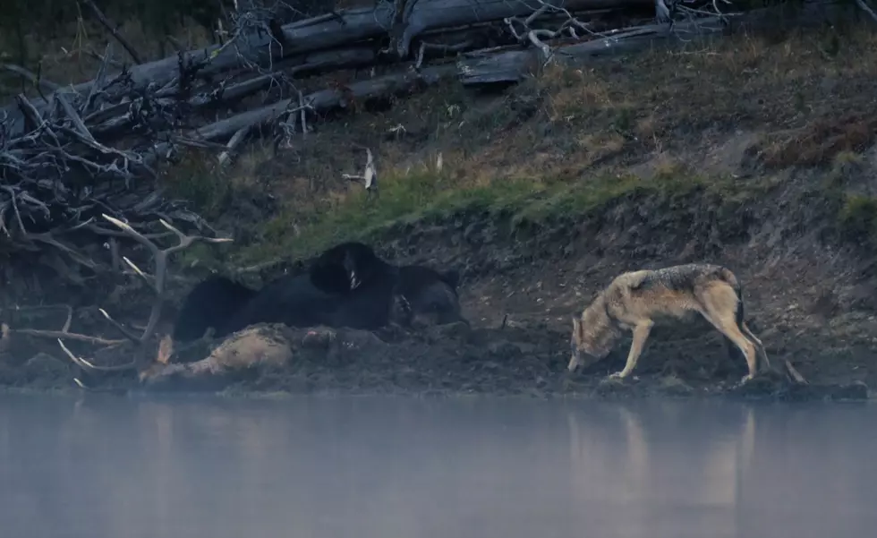A Wolf Tries to Steal a Meal from Sleeping Grizzly in Yellowstone