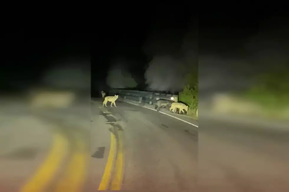 Driver Shares Video of Yellowstone Wolf Pack Blocking Roadway
