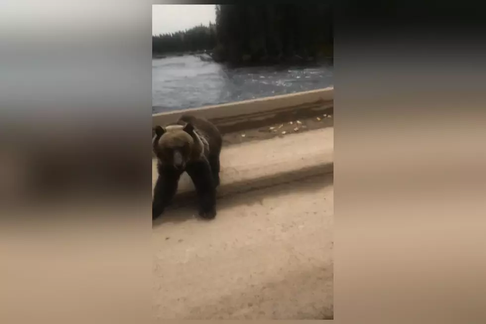 Watch a Bear Walking Over a Bridge Bluff Charge a Fisherman
