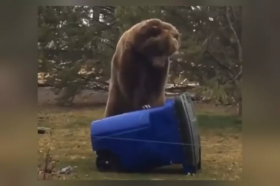 Watch a Bear Appear to Perform CPR on a “Bear-Proof” Trash Can