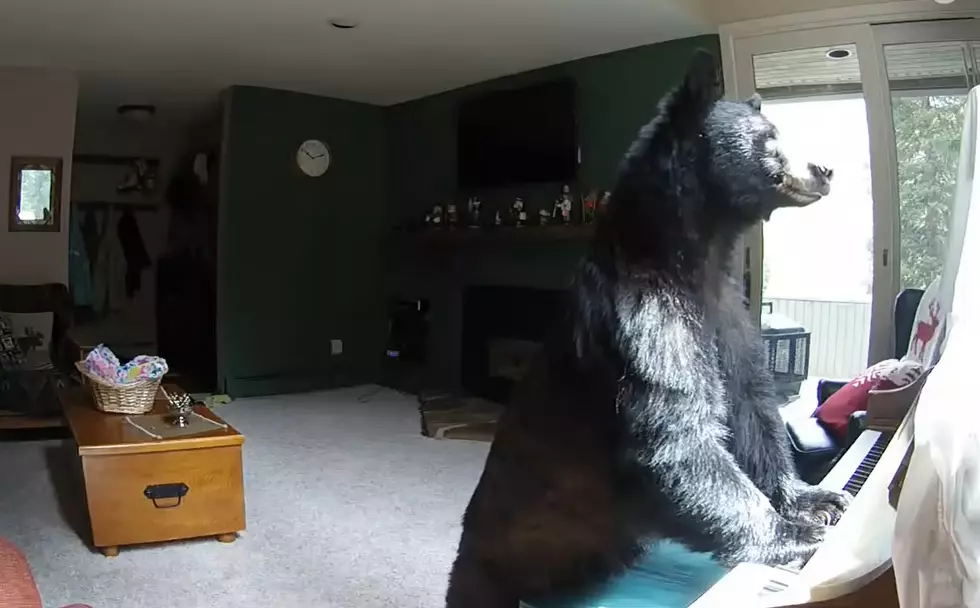 Watch a Bear Break Into a Home and Play a Piano – Kinda