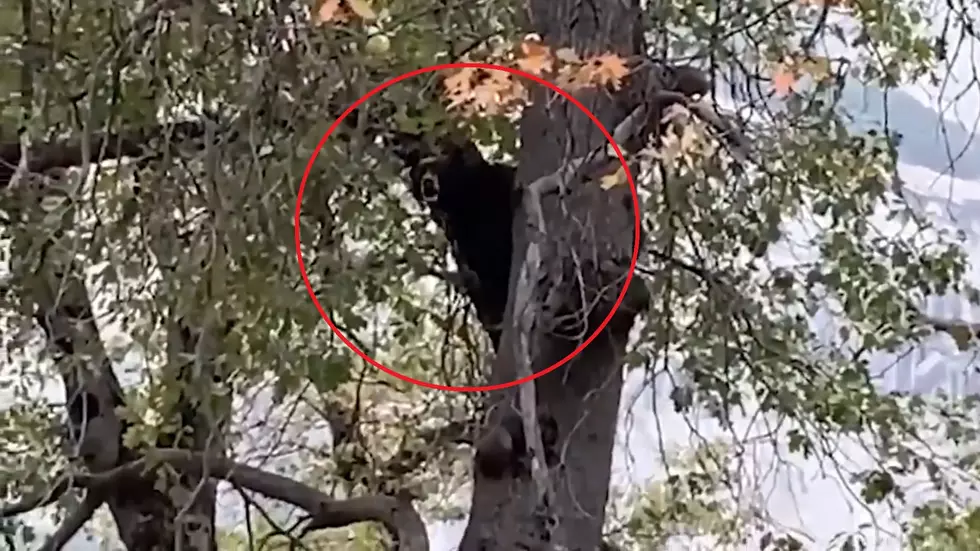 Listen to a Bear Who Appears to Be Singing In a Tree