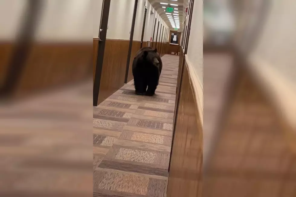 Watch a Bear Casually Stroll Through a Colorado YMCA