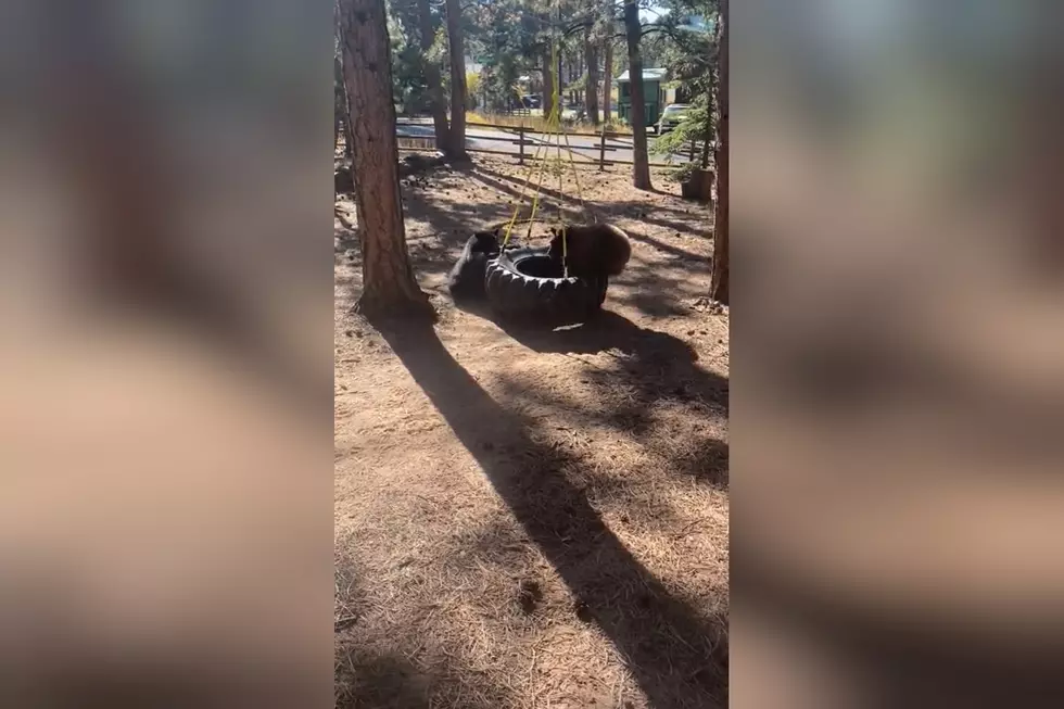 Two Colorado Bear Cubs Took Over a Tire Swing Like It’s Their Own