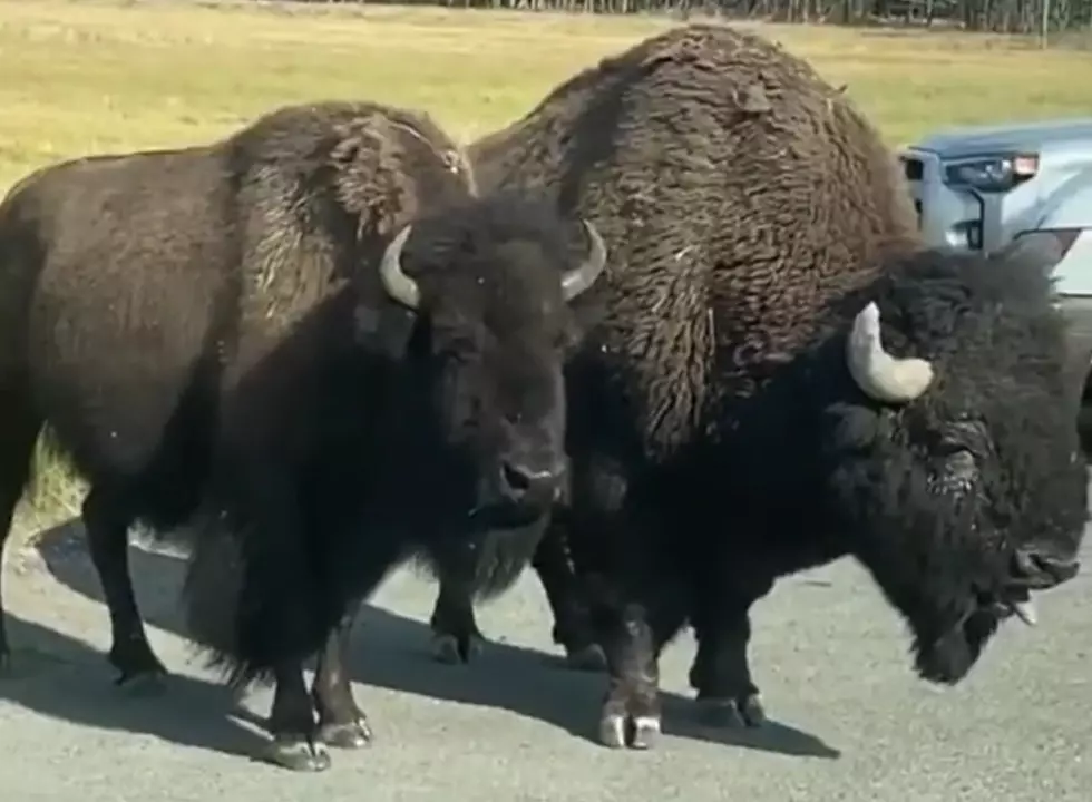 Yellowstone Bison Warn “Stay Away from Our Bison Baby” Very Loud