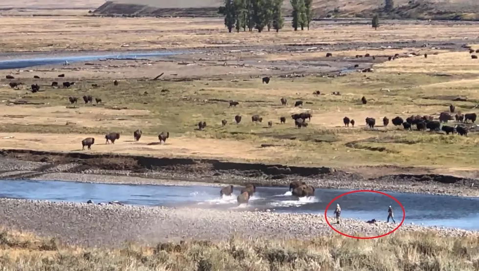 Tourists Get Closer to Bison, Nearly Get Caught in Stampede
