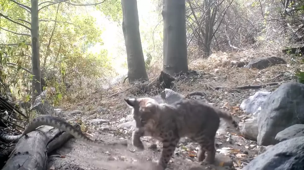 Watch a Bobcat Fight a Rattlesnake (and Win)