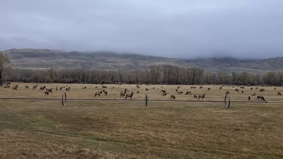 New Video Shows a Bazillion Wyoming Elk Hanging Out Near Cody
