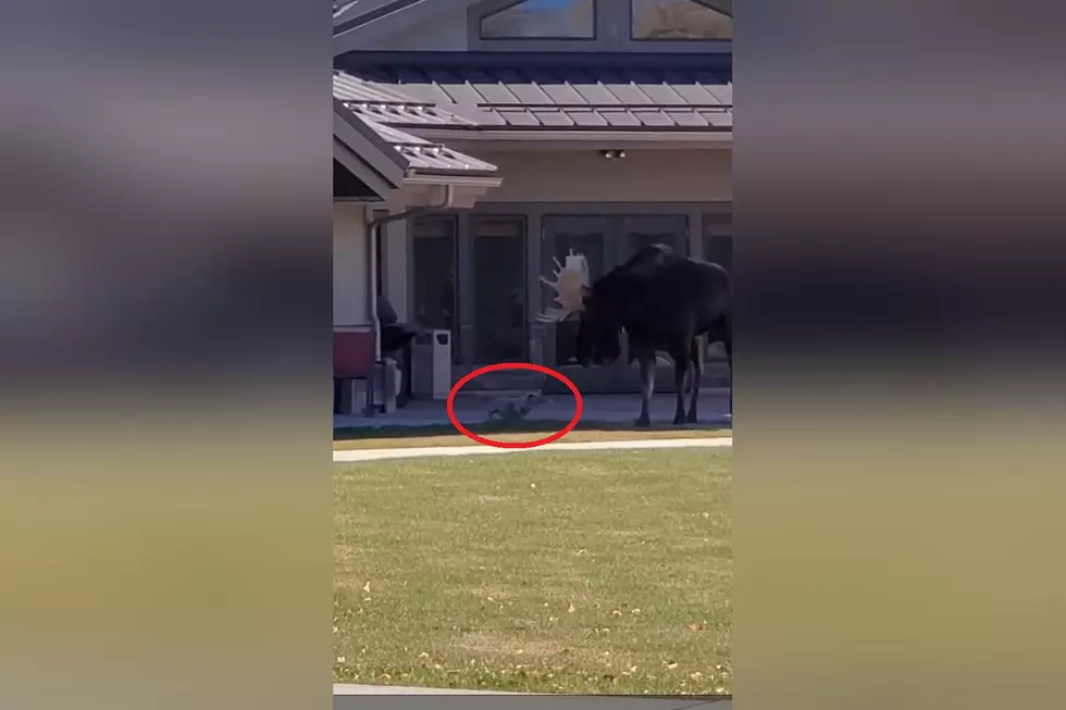 Watch a Tiny Dog Chase Off a Huge Moose in Pinedale, Wyoming